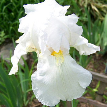 KOSATEC GERMANICA WHITE KNIGHT