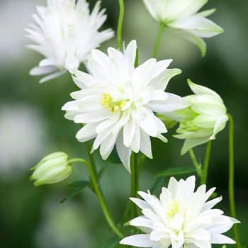 ORLÍČEK WHITE BARLOW 