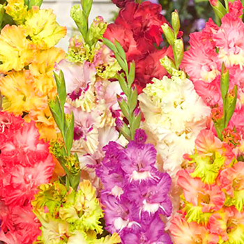 GLADIOLA RUFFLED MIX (7 cibulí)