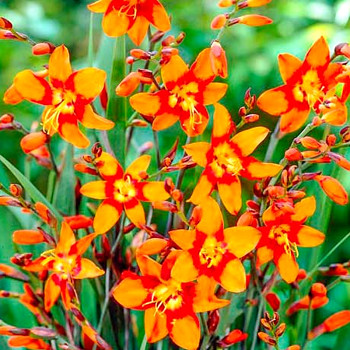 Montbrécie EMILIE MC KENZIE (10 cibulí) 