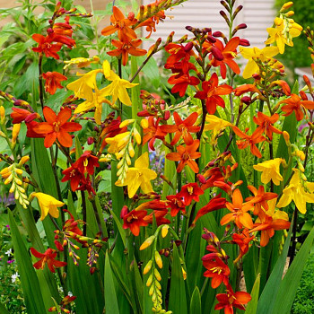 Montbrécie MIX  (20 cibulí) 