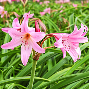 Křín Powellii (1 cibule)