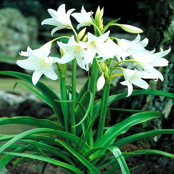 Křín Powellii Album (1 cibule)