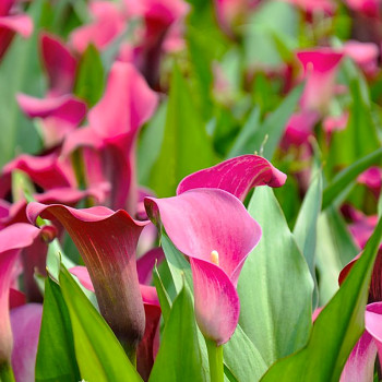KALA (Kornoutice) PINK PUPPY (1 cibule)
