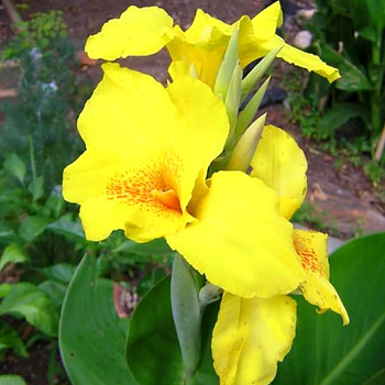 DOSNA ´RICHARD WALLACE´ (1 hlíza)