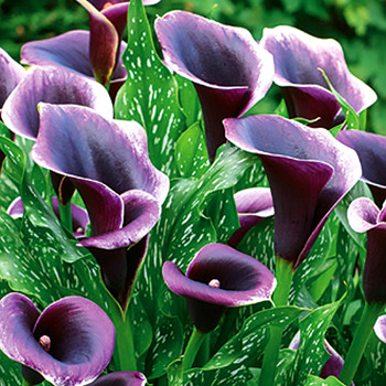 KALA (Kornoutice) DUBAI NIGHTS (1 cibule)