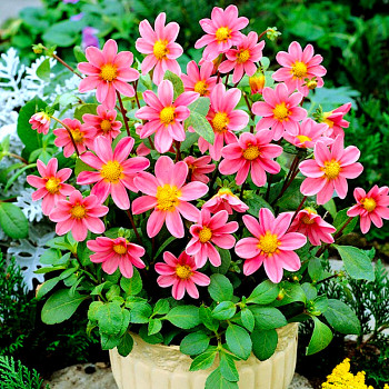 JIŘINA ´TOPMIX PINK´ (1 hlíza) 