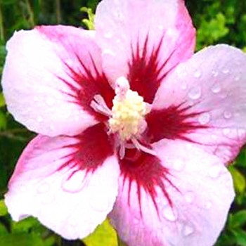 IBIŠEK SYRSKÝ ´MATHILDE´ kont. 4L