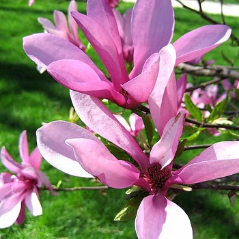 MAGNOLIE ´LEONARD MESSEL´ kont. 4L