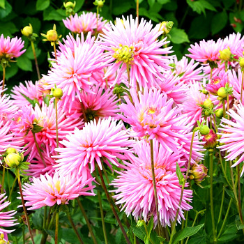 JIŘINA ´PARK PRINCESS´ (1 hlíza)