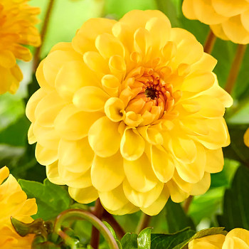 JIŘINA ´GOLDEN SCEPTER´ (1 hlíza)