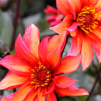 JIŘINA WALTZING MATHILDA (1 hlíza)