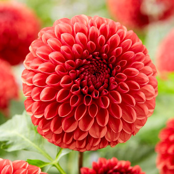 JIŘINA ´COPPER BOY´ (1 hlíza)