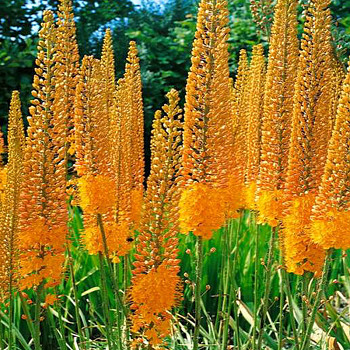 LILIOCHVOSTEC ´CLEOPATRA´ (1 hlíza)