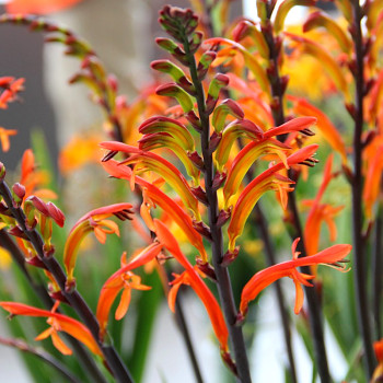 CHASMANTHE ´SATURNUS´ (3 cibule)