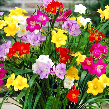 FRÉZIE SINGLE MIX (15 cibulí)