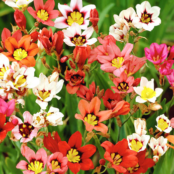 DŘÍPULKA ´MIX´ (25 cibulí)