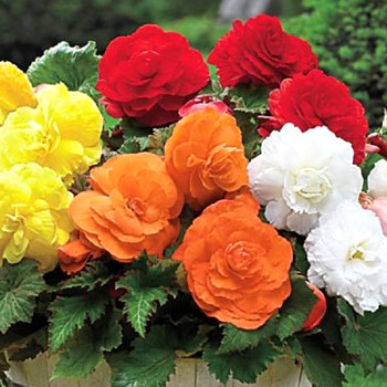 BEGÓNIE ODOROSA FRAGRANT MIX (3 cibule) 