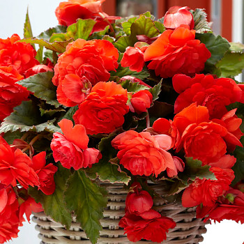 BEGÓNIE ODOROSA RED SUNSET (2 cibule)
