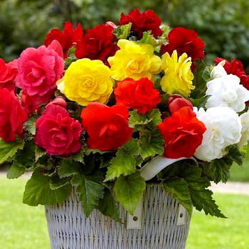 BEGÓNIE GRANDIFLORA MIX (3 cibule)  