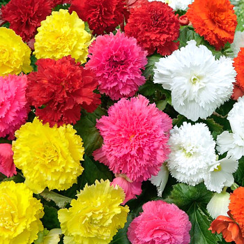 BEGÓNIE FIMBRIATA MIX (3 cibule)