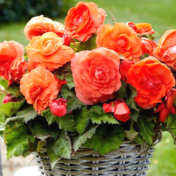 BEGÓNIE GRANDIFLORA ORANGE (3 cibule)