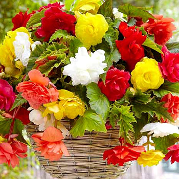 BEGÓNIE PENDULA MIX (3 cibulí)