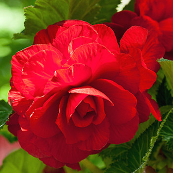 BEGÓNIE GRANDIFLORA RED (3 cibule) 