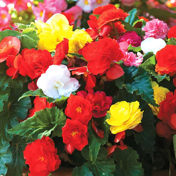 BEGÓNIE ´NON STOP MIX´ (3 cibule)  