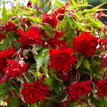 BEGÓNIE PENDULA RED (3 cibule) 