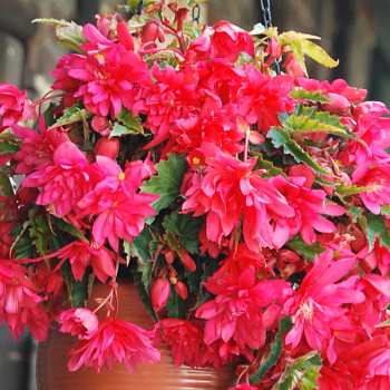 BEGÓNIE PENDULA PINK (3 cibule)