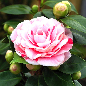 KAMÉLIE ´BONOMIANA´