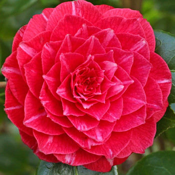 KAMÉLIE ´PRINCIPESSA BACIOCCHI´