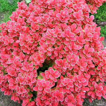 DŘIŠŤÁL THUNBERGŮV RUBY STAR ® ko 2,5L