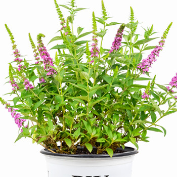 KOMULE DAVIDOVA ´PINK MICRO CHIP ®´ kont. 2,5L