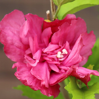 IBIŠEK SYRSKÝ ´FLOWER TOWER RUBY´® kmínek 60 cm