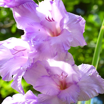 GLADIOLA ´MILKA´ (7 cibulí)