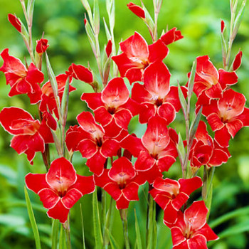 GLADIOLA ´ATOM´ (10 cibulí)