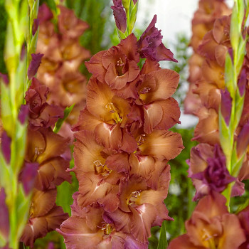 GLADIOLA ´INDIAN SUMMER´ (7 cibulí)