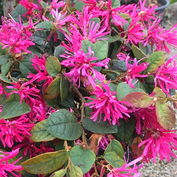 LOROPETALUM ČÍNSKÉ ´DAYBREAK´S FLAME´ kon.2,5L