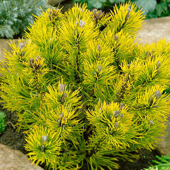 BOROVICE KLEČ ´CARSTEN´S WINTERGOLD´ kont. 5L