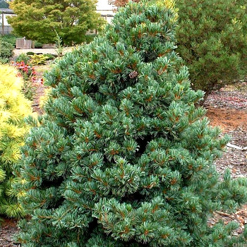 BOROVICE MALOKVĚTÁ ´GLAUCA´ ko 5L