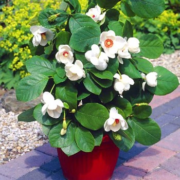 MAGNÓLIE ´SIEBOLDII´ kont. 5L 