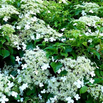 HORTENZIE - HYDRANGEA PETIOLARIS ko 3L 