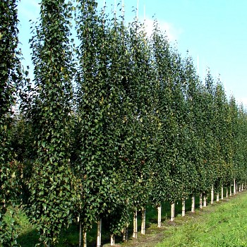 BŘÍZA BĚLOKORÁ SLOUPOVITÁ ´FASTIGIATA´ ko 4L výška 125- 150cm