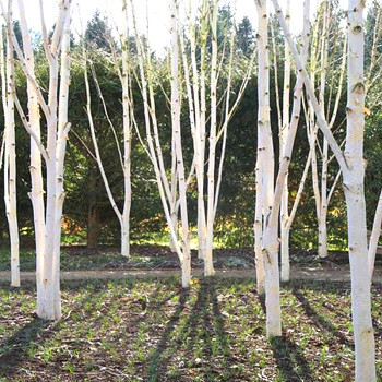 BŘÍZA ´DOORENBOS´ kont. 3L výška 150-175 cm