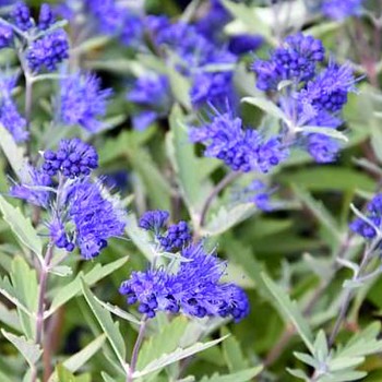 OŘECHOKŘÍDLEC CLANDONSKÝ ´KEW BLUE´  kont 2,5L 