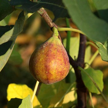 FÍKOVNÍK ´FRANCUESCO´ kont. 2L