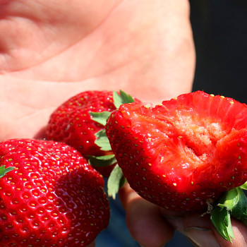 JAHODNÍK JEDNOUPLODÍCÍ ´FRUTIUM® BONNEURE® ko P9