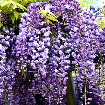 VISTÁRIE KVĚTNATÁ ´BLACK DRAGON´ kont. 3L výška 150 -200 cm